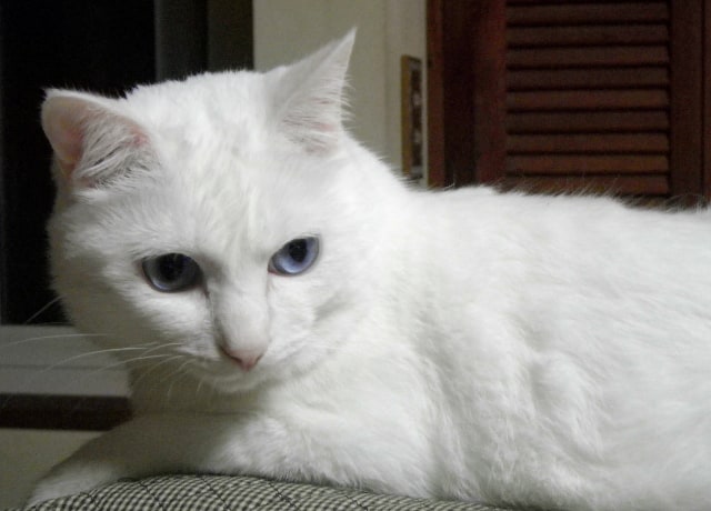 同じく看板猫のエルくんは真っ白で目がブルーのイケメンにゃんこ。