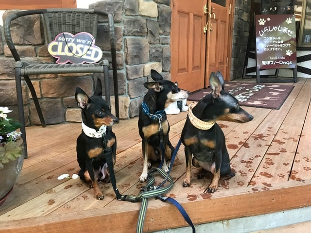 看板犬のミニチュアピンシャー。