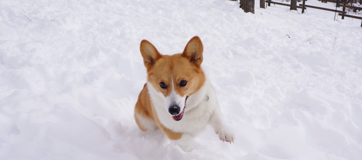 ネットで囲まれた雪のドッグラン。