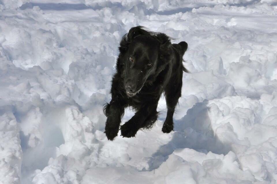 たくさん降る雪の中でもドッグランを使用できます。