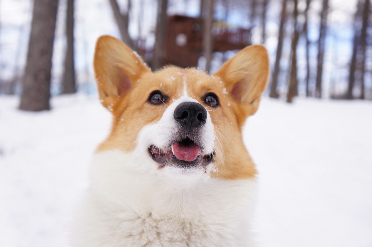 雪の中でワンちゃんも大はしゃぎ！