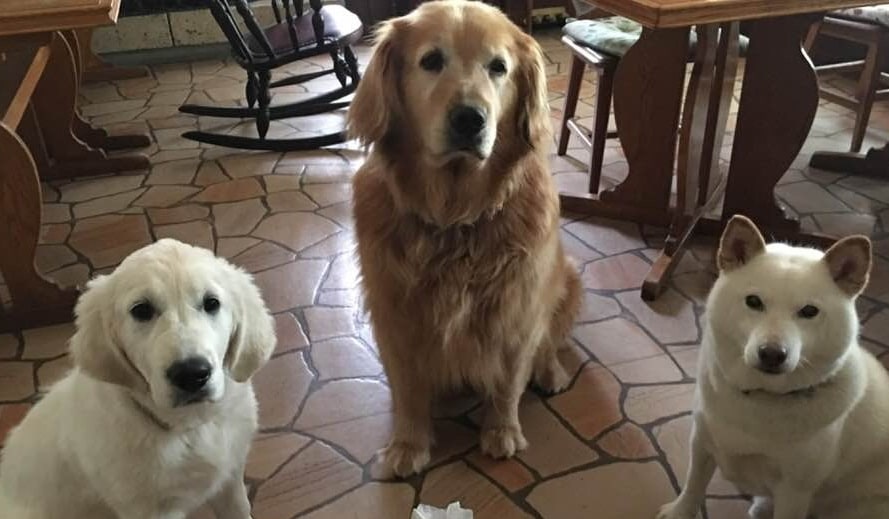 看板犬、スタッフ一同、皆さまのお越しをお待ちしております！