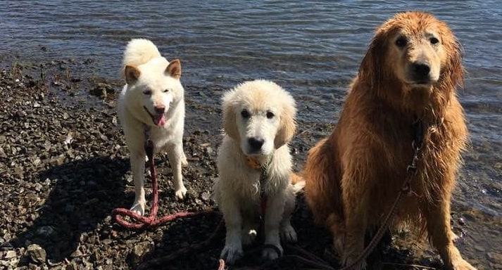 オーナーにオススメスポットを聞いて、愛犬と一緒に大自然を満喫しよう！