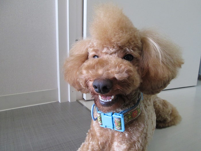 ワイルドなモヒカンがチャームポイントの看板犬プーロくん。