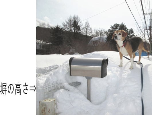 大雪でも看板犬のリボンちゃんは元気に遊んでいました！脱走を考えています。