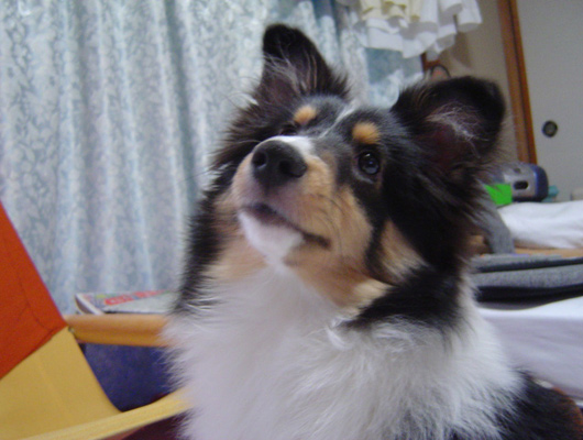 看板犬のみかんちゃん。みんな、温泉に浸かってゆっくりしてね！