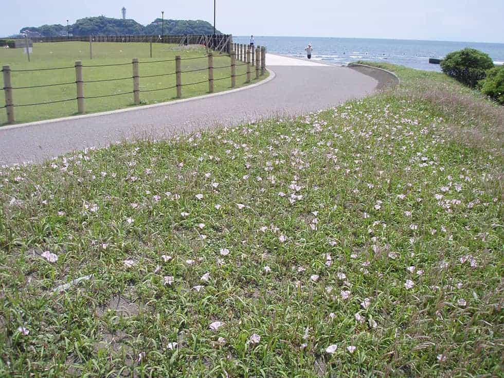 のどかな園内をわんことお散歩も！
