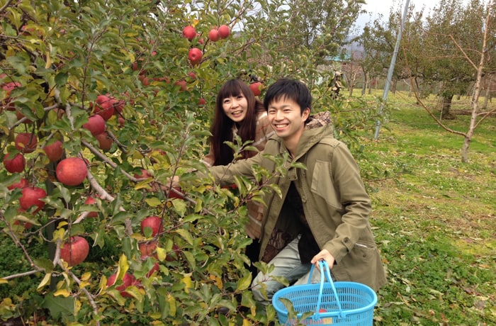 ここのりんごは「蜜入りふじ」。とりたての味をぜひに。