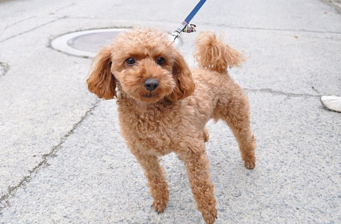 看板犬のちょこくん。「美味しいお蕎麦を食べに来てね！」
