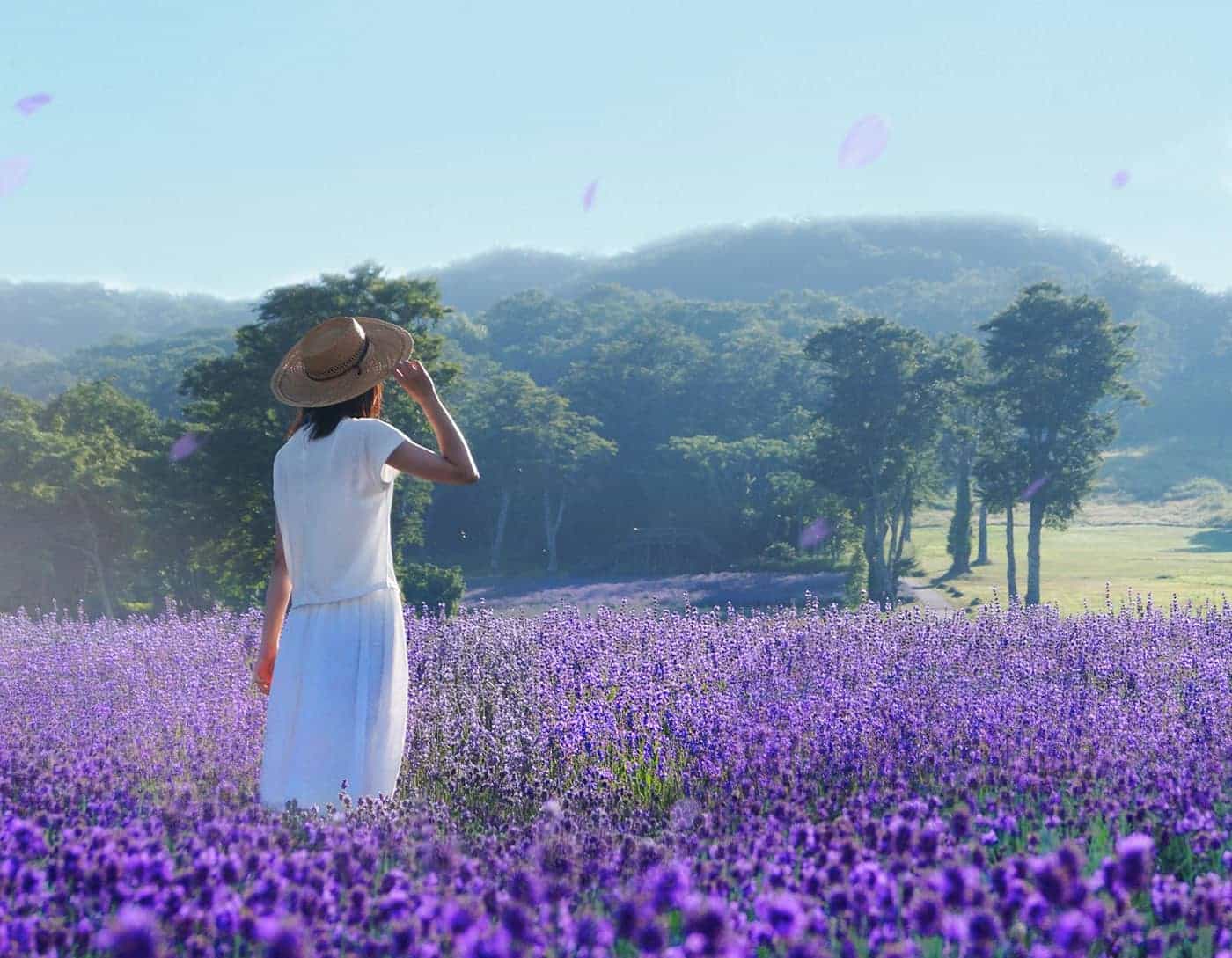 色鮮やかなラベンダーや山野の花々に囲まれて心からリラックスしよう