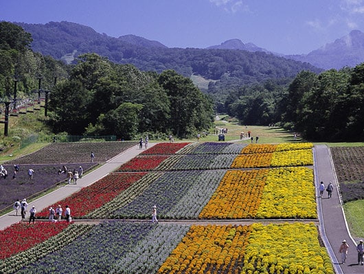 入園すると目の前に広がる色鮮やかなお花畑。