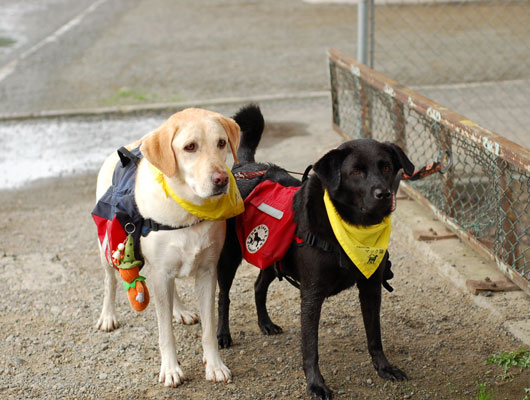 外遊びが大好きな看板犬。おでかけ姿もカッコイイ！