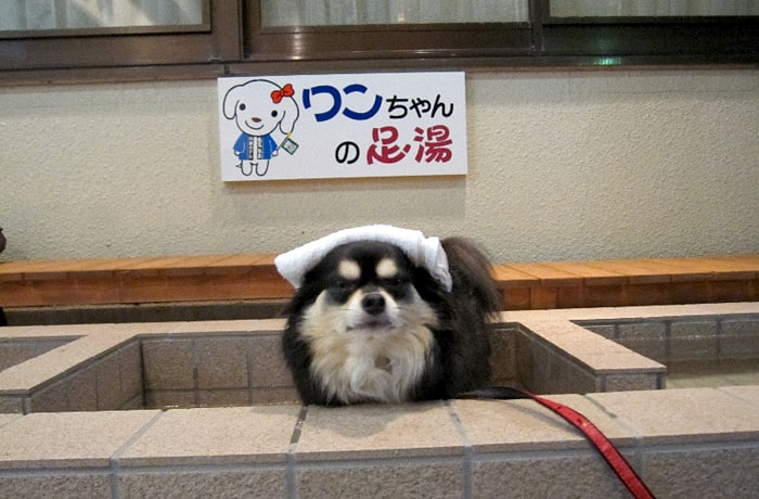 玄関横に、わんこの足湯があります。