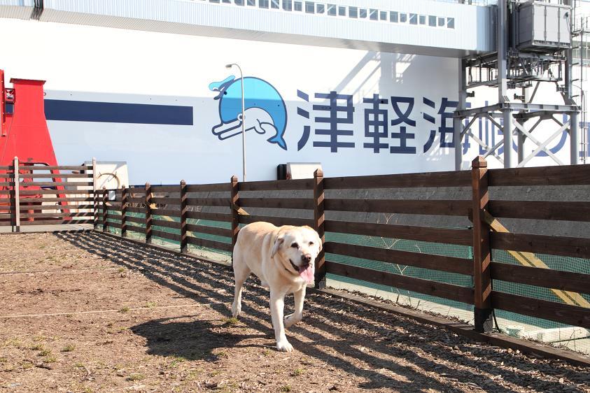 潮風を浴びながら、ドッグランで走ろう！