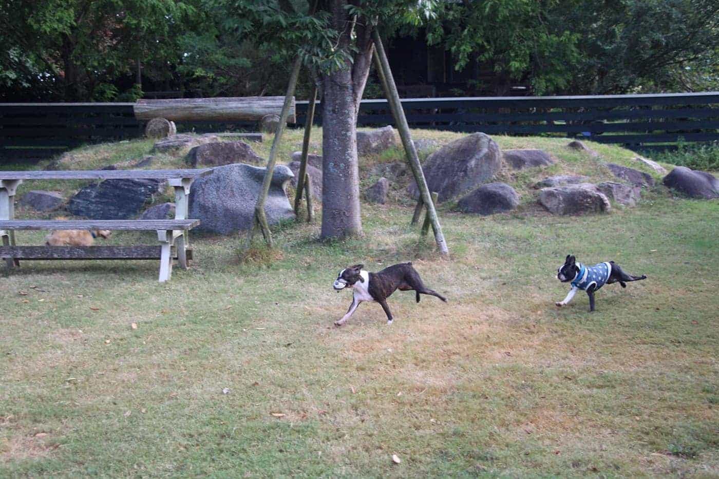 とにかく広い敷地で走りまわれます。