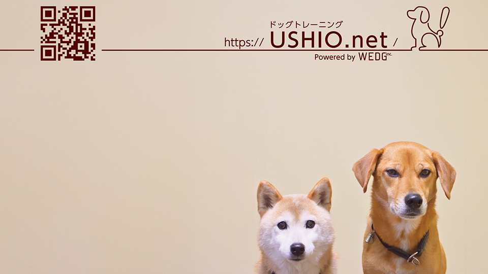USHIO.net ドッグトレーニング