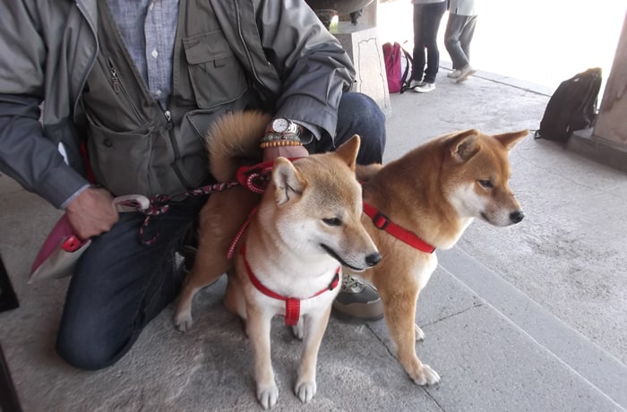看板わんこは柴犬の、のあちゃんとあのんちゃん