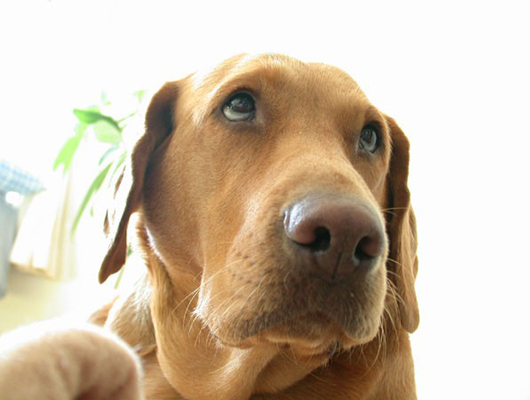 のんびりおっとり屋さんの看板犬ももちゃん。