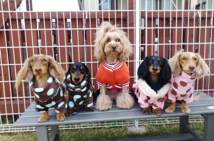 看板犬冬バージョン。左から美人君、J君、玲奈ちゃん 準看板犬のくるるちゃん、明日香ちゃん。