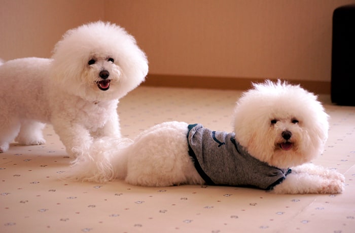 看板犬たち。“ほたてさん！”、“ポルちゃん！”って呼んでね！