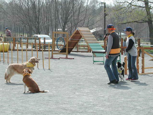 アジリティも充実しています。愛犬とチャレンジしましょう。 