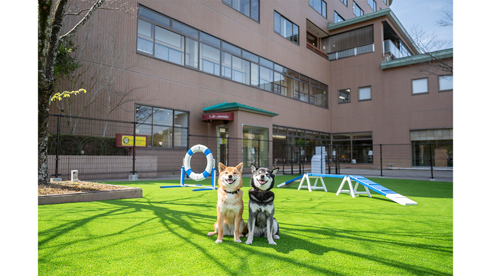 わんちゃんの足に優しい人工芝の「中庭ドッグラン」