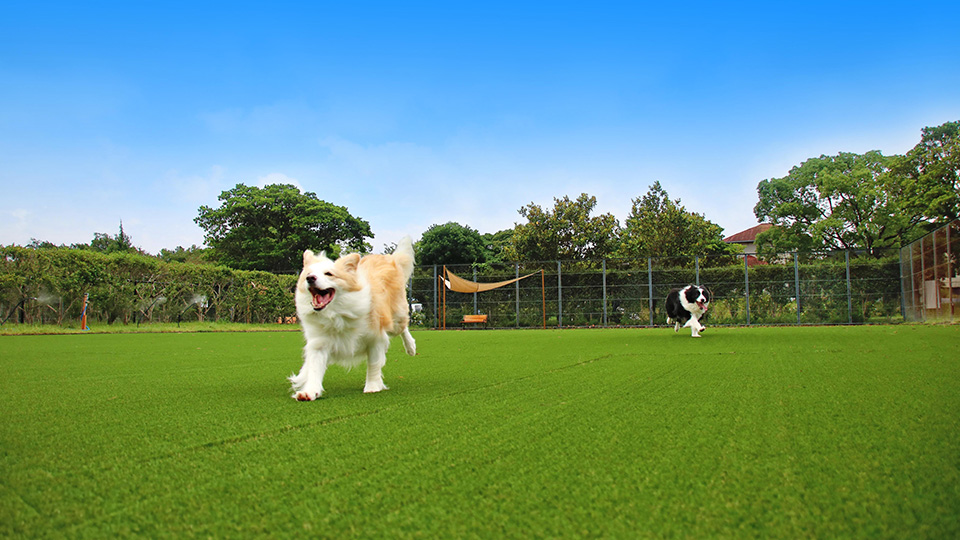 「dog park 和み」利用イメージ