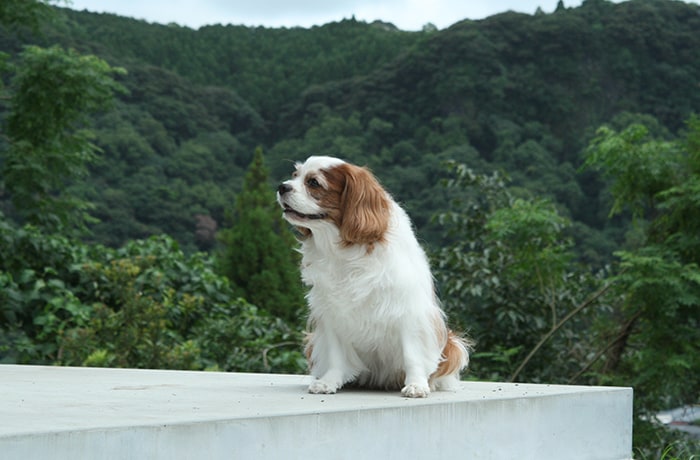 看板犬のアンちゃんが皆さまをお迎えします。