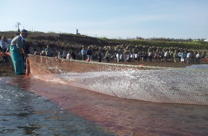 宿泊客は鵜の浜温泉名物の観光地引網に無料で参加できます！