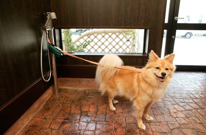 玄関に、足洗い場があります。モデルは、看板犬のロナウドくん。
