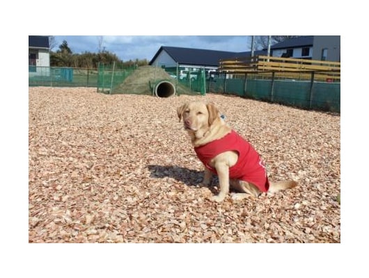 わんこと飼い主さんが笑顔になれる新潟市のドッグラン＆トリミングサロン