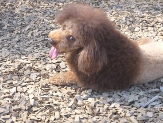 トイプードルの看板犬「ニモくん」は陽気なお調子者！