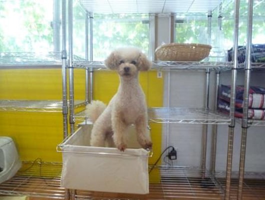 トイプードルのラヴィちゃんは甘えん坊の看板犬です。