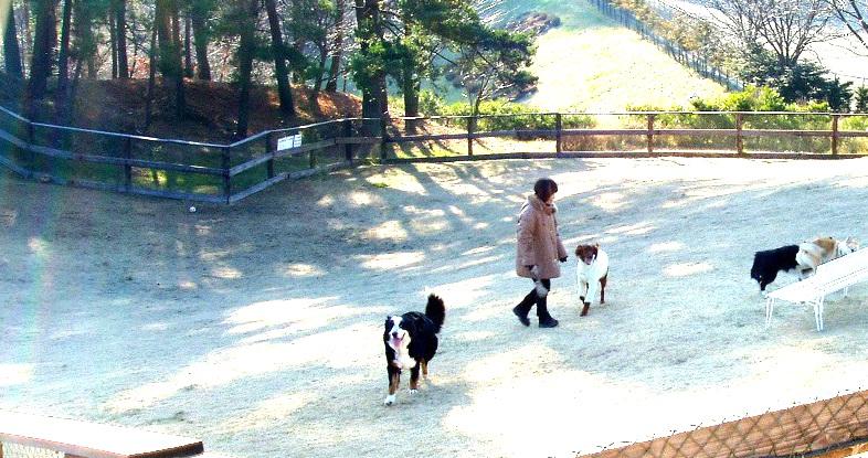 無料のドッグランは、小型犬専用とフリーエリアに分かれています。