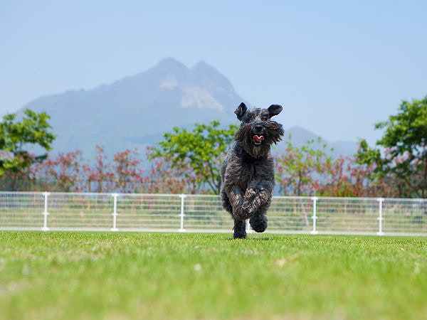 緑のドッグランで走り回って、わんこもリフレッシュしよう！