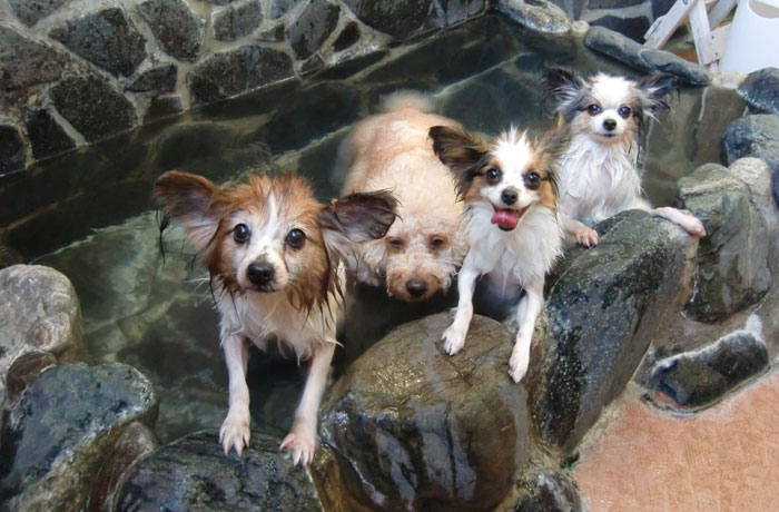 天然温泉に浸かって、わんこも極楽気分？