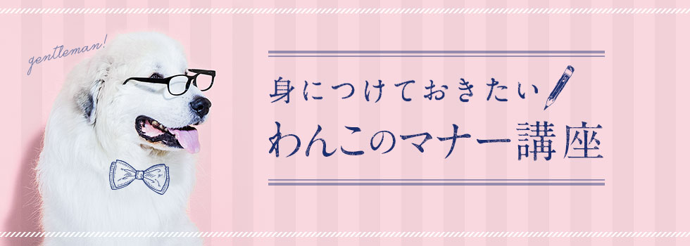 身に着けておきたいDogマナー講座