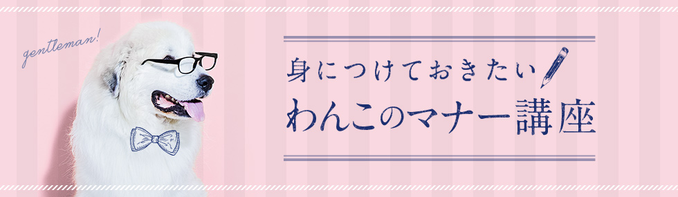 身につけておきたいわんこのマナー講座