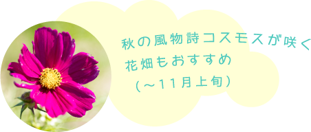 秋の風物詩コスモスが咲く花畑もおすすめ（〜11月上旬）