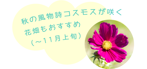 秋の風物詩コスモスが咲く花畑もおすすめ（〜11月上旬）