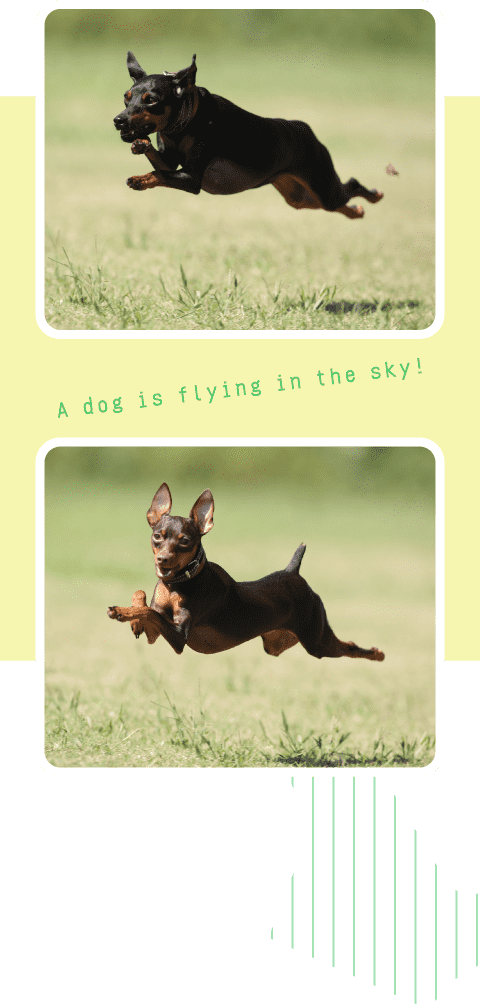 A dog is flying in the sky!