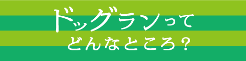 ドッグランってどんなところ？