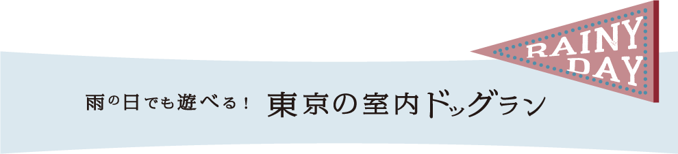 雨の日でも遊べる！　東京の屋内ドッグラン