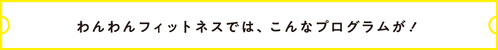 わんわんフィットネスでは、こんなプログラムが！