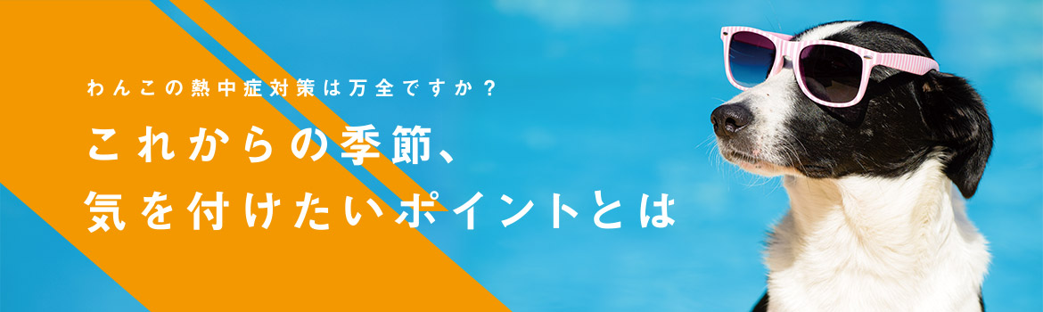 わんこの熱中症対策は万全ですか？これからの季節、気を付けたいポイントとは