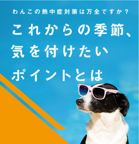 わんこの熱中症対策は万全ですか？これからの季節、気を付けたいポイントとは