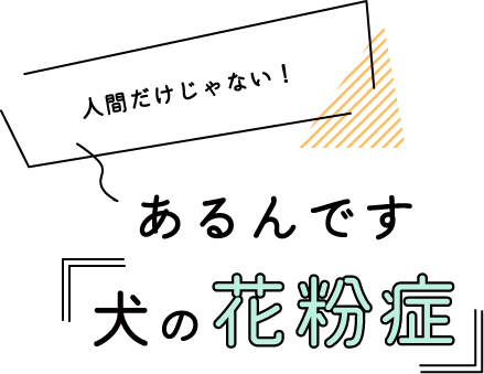 人間だけじゃない！あるんです「犬の花粉症」