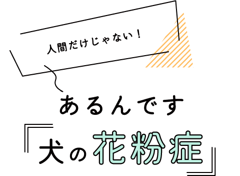 人間だけじゃない！あるんです「犬の花粉症」