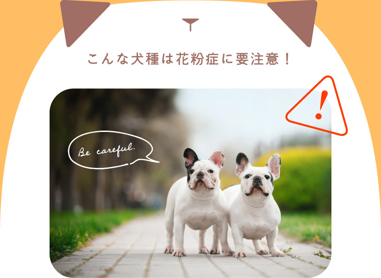 こんな犬種は花粉症に要注意！