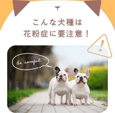 こんな犬種は花粉症に要注意！